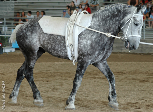 vaulting horse