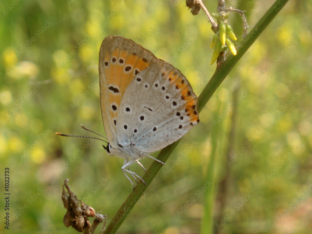 Fototapeta premium butterfly