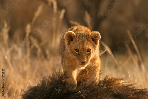 Fotografia lion cub