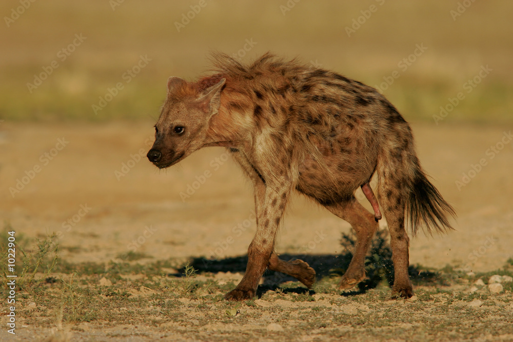 spotted hyena spotted hyena