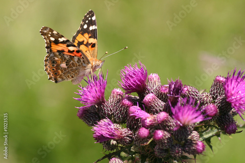 schmetterling auf einer distel © Marion Neuhauß