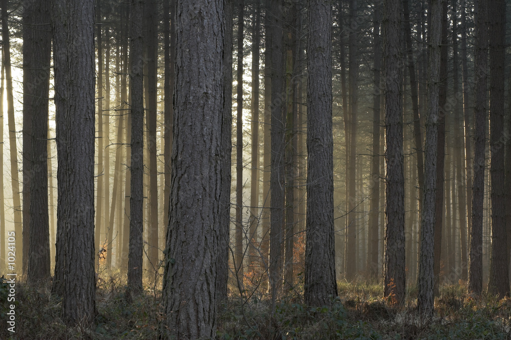 misty trees lit by setting sun