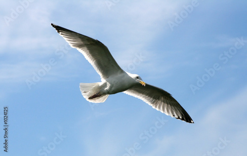 Fotografía seagull in the flight