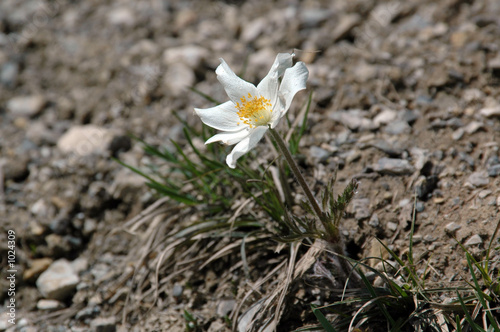 christrose