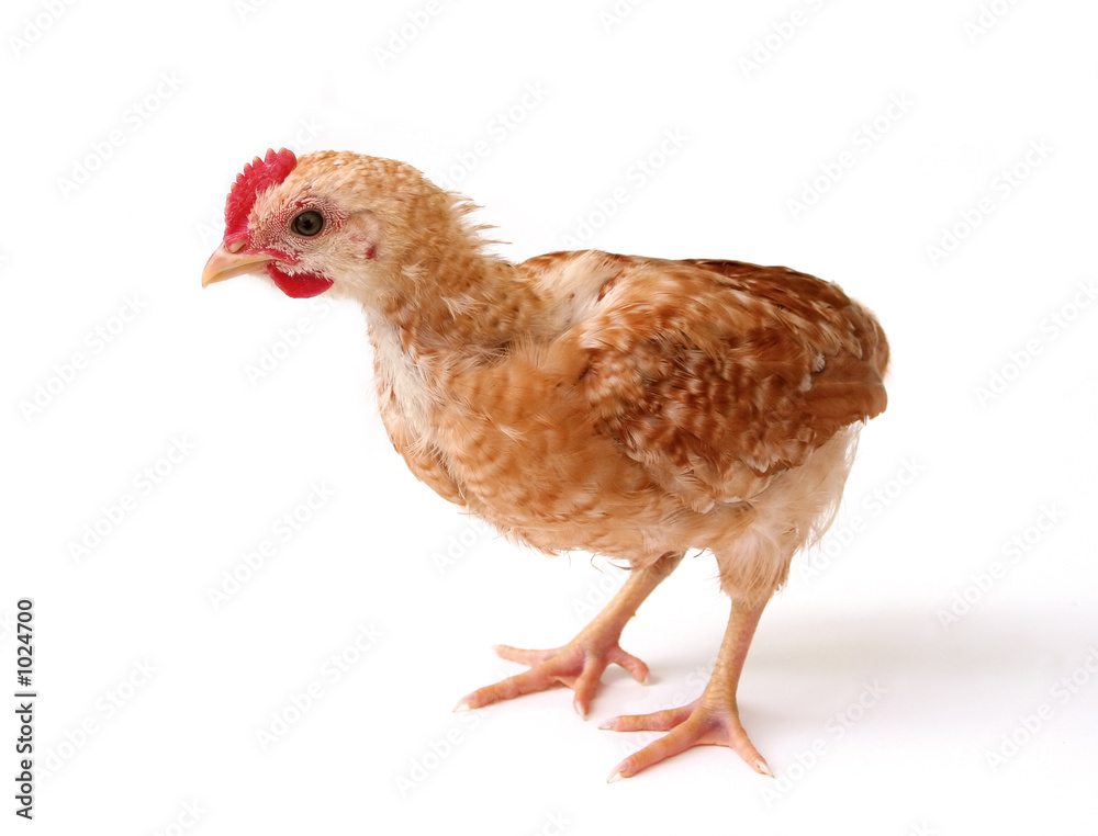 Fototapeta premium chicken