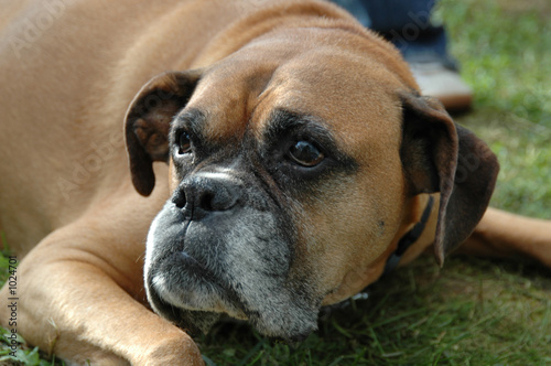 boxer