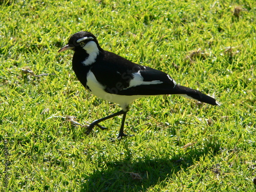 murray magpie photo