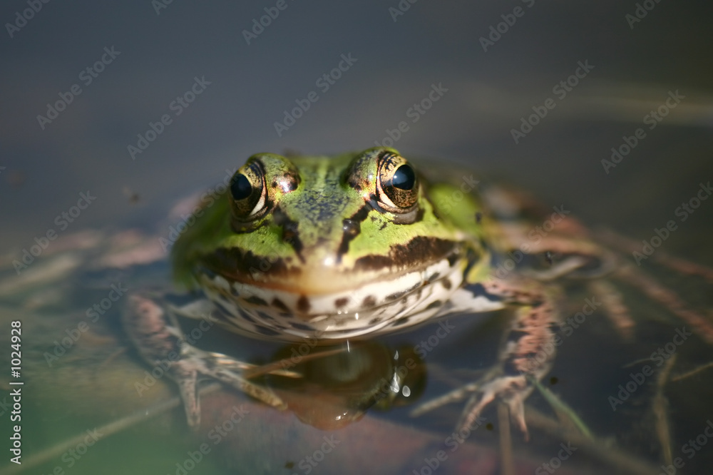 Fototapeta premium frog