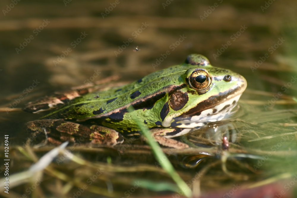 frog