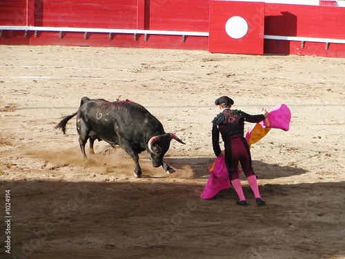 bull charging