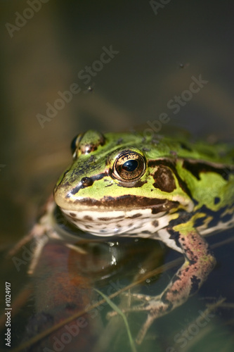 frog © Szasz-Fabian Jozsef