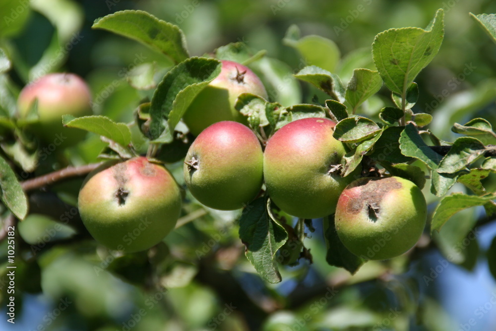 apfelbaum mit knackigen früchten