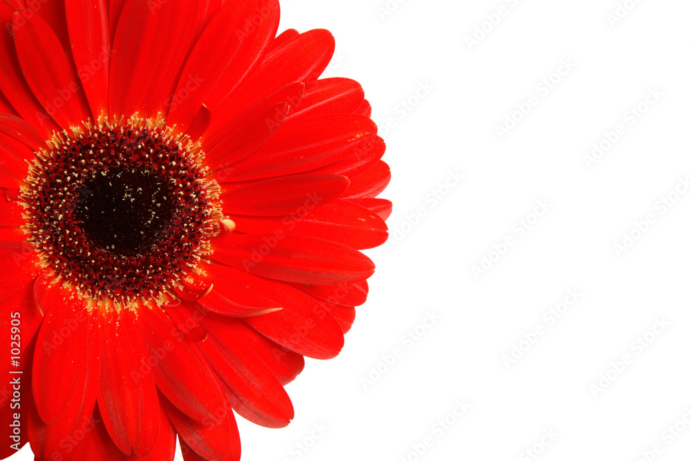 gerbera detail on white gerbera detail on white