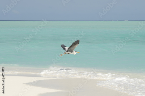flying seagull on a maldivian island
