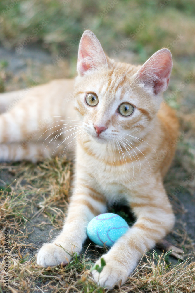 orange kitten portrait