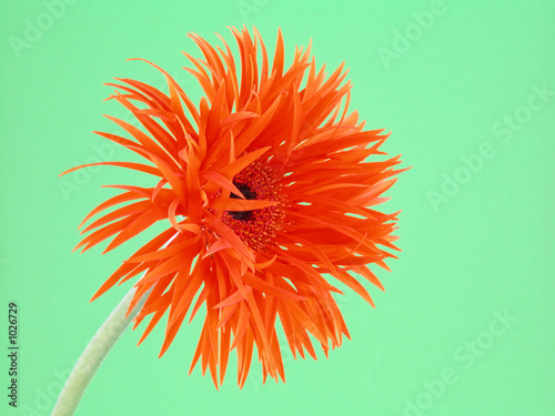 pretty gerbera