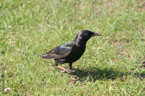 starling