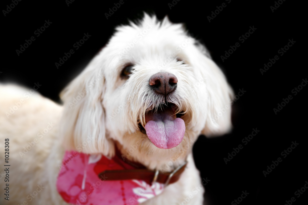 dog dog
