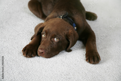 lazy dog