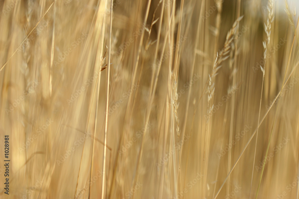 Fototapeta premium blé1