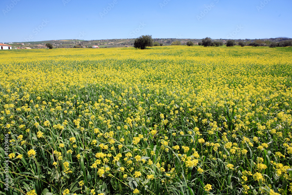 rows and rows of mustard flowers