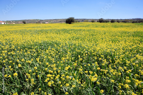 rows and rows of mustard flowers