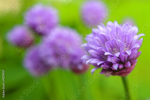 fleur mauve