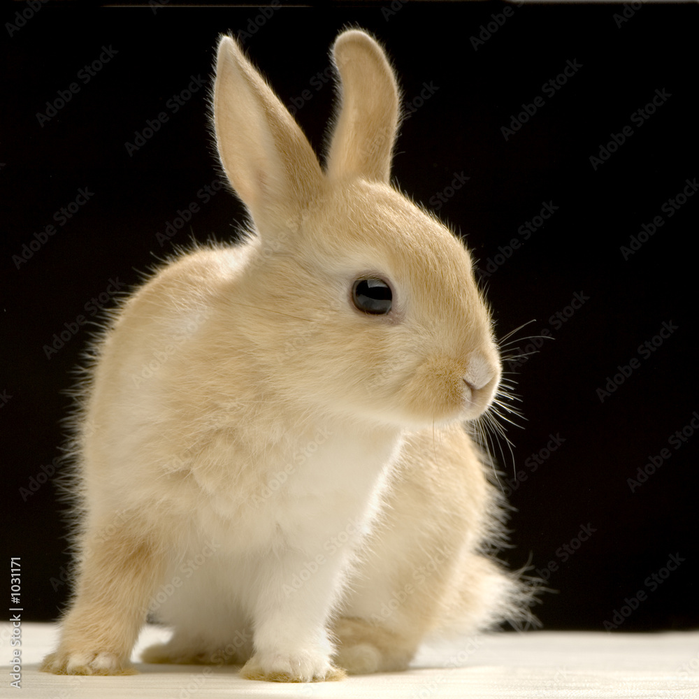 lapin sur fond noir lapin sur fond noir