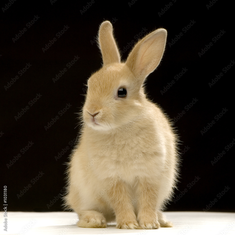 lapin sur fond noir lapin sur fond noir
