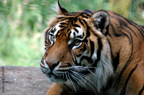 sumatran tiger © Harvey Hudson