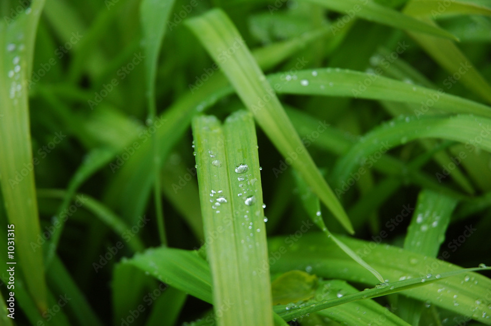 Fototapeta premium grass with water drops