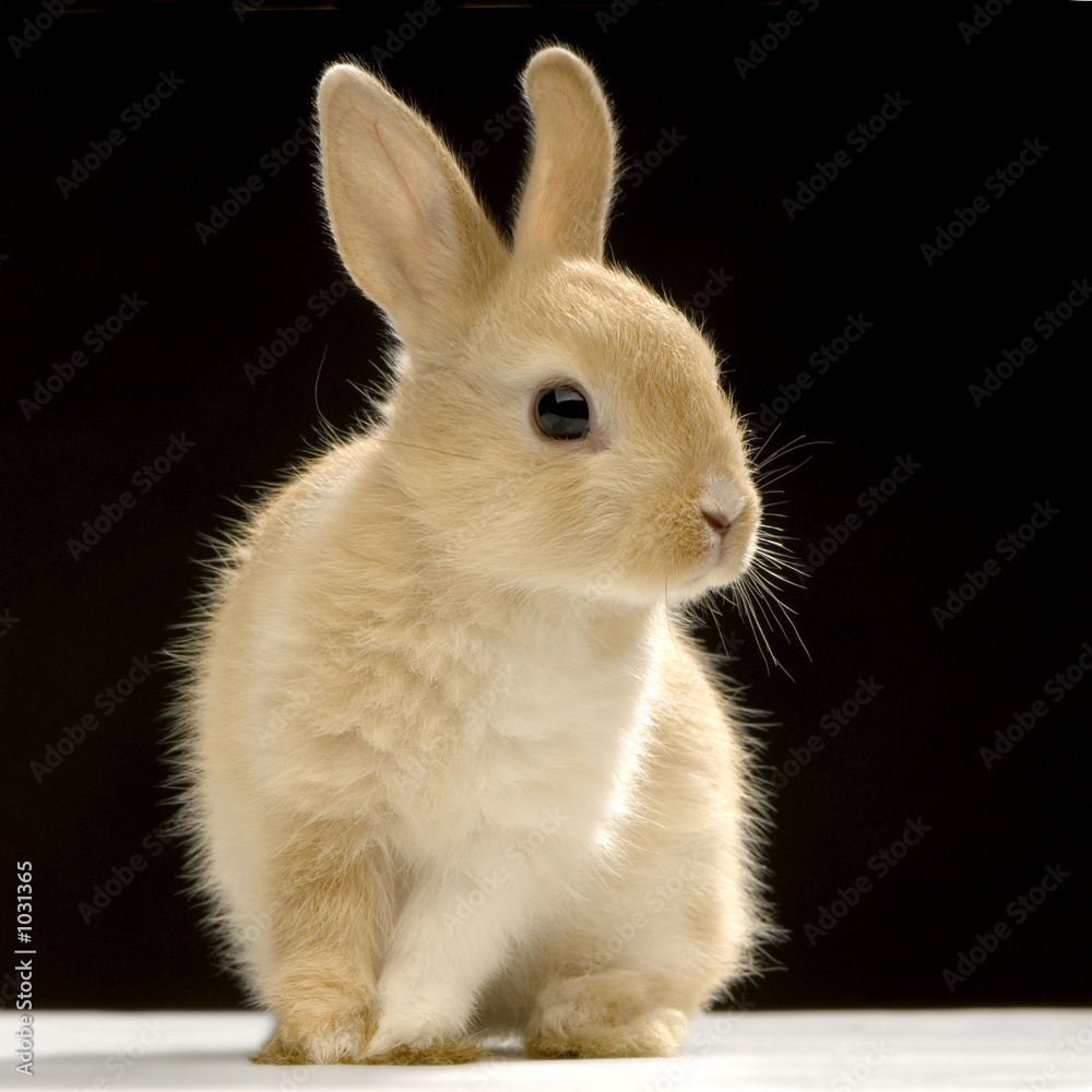 lapin sur fond noir
