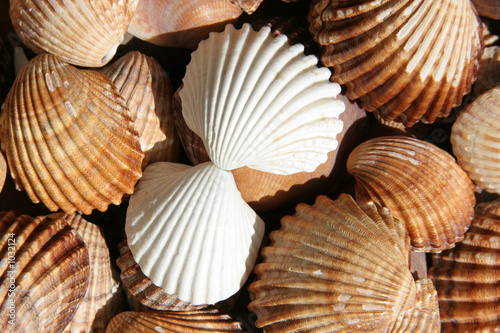 weiße muscheln 2