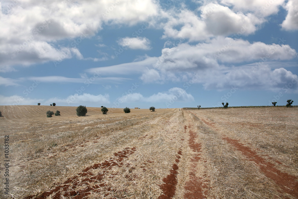 Obraz premium field landscape 2