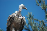 vautour 5