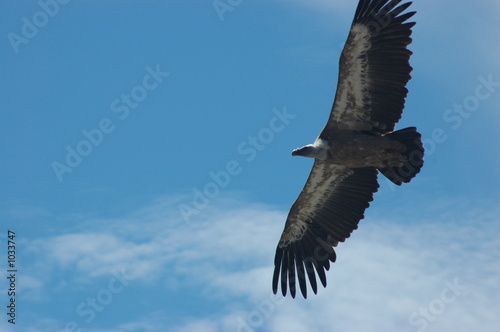 vautour en vol 3