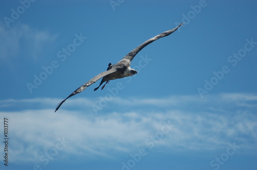 vautour en vol 2 photo