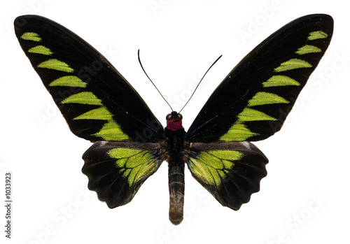 isolated green butterfly