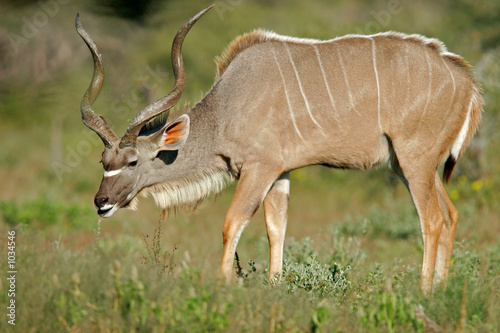 kudu antelope