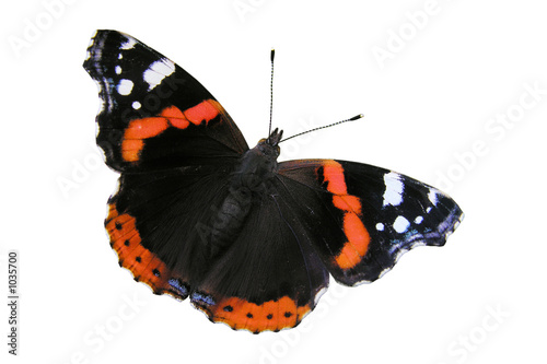 red admiral butterfly photo