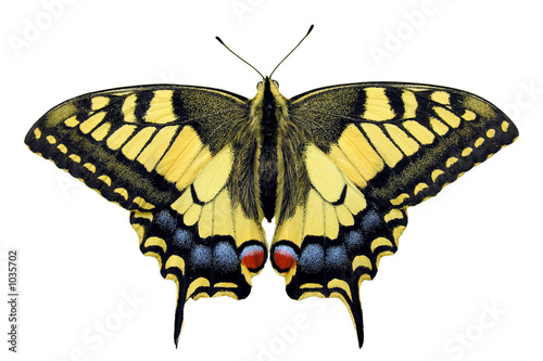 big swallowtail