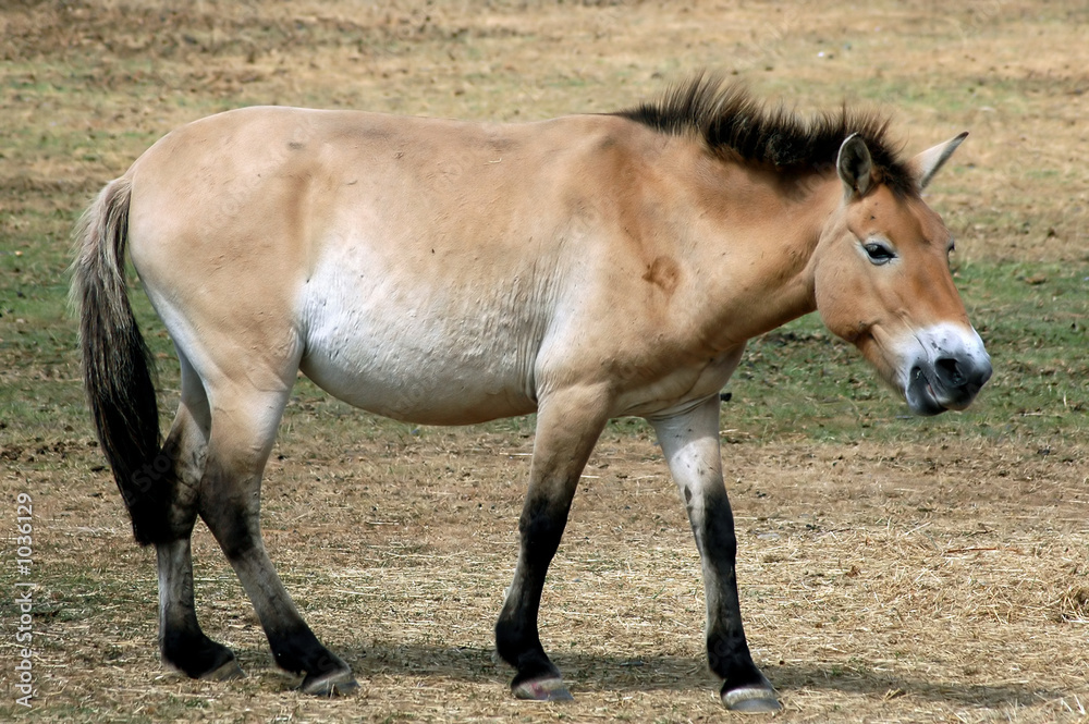 Obraz premium przewalski's horse 2