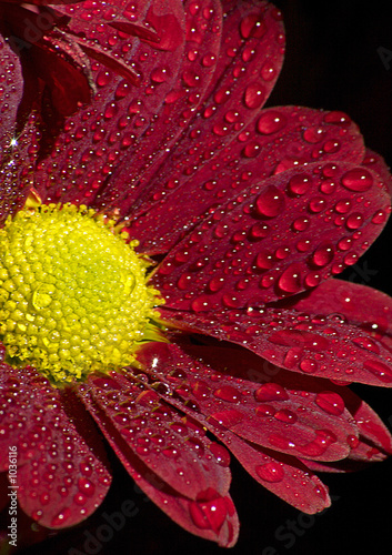 red flower