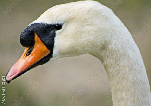 swan