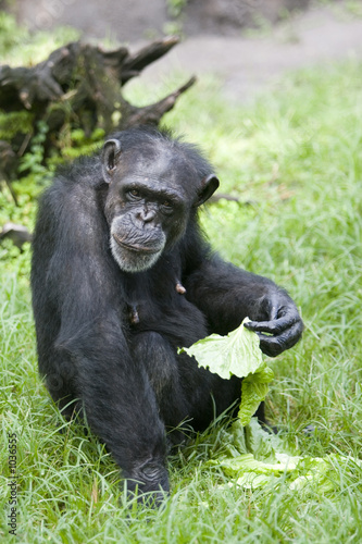 chimpanzee © Joe Stone