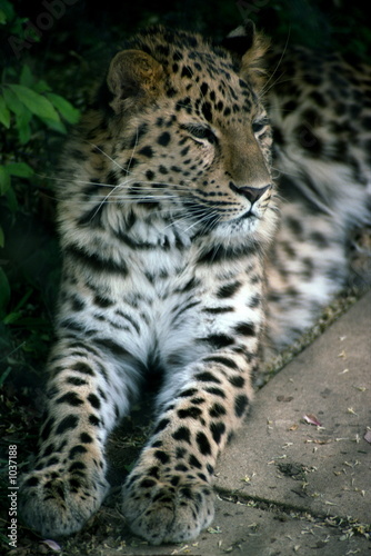 leopard cub © michael luckett