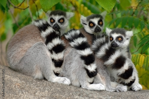 three lemurs