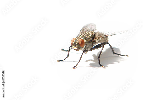 diptera (house fly)