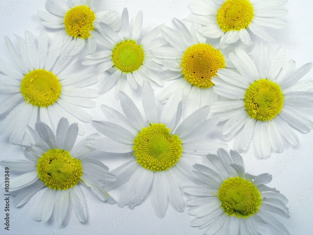 Obraz premium ox-eye daisy