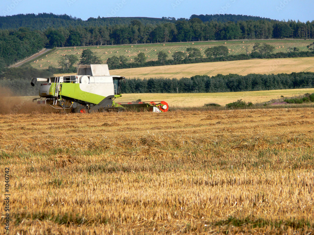 Fototapeta premium harvest time
